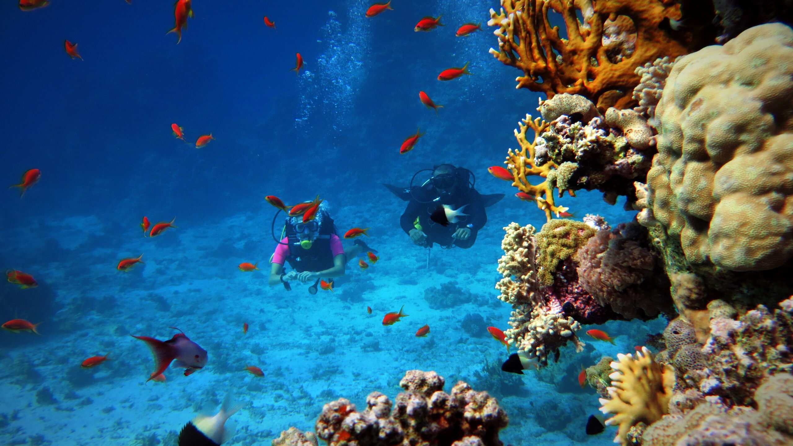 Scuba diving in Tiran Island National Park